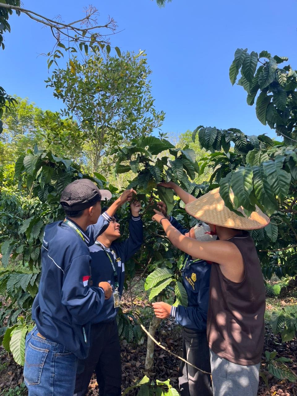 Mahasiswa KKN mengamati tanaman kopi di kebun Sidomulyo