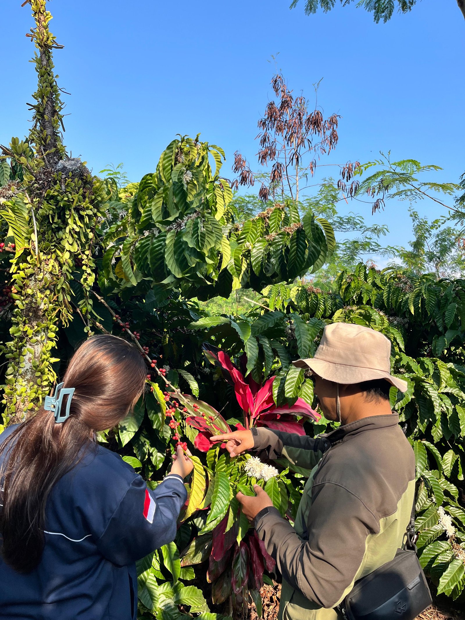 Mahasiswa mengamati buah kopi merah bersama petani